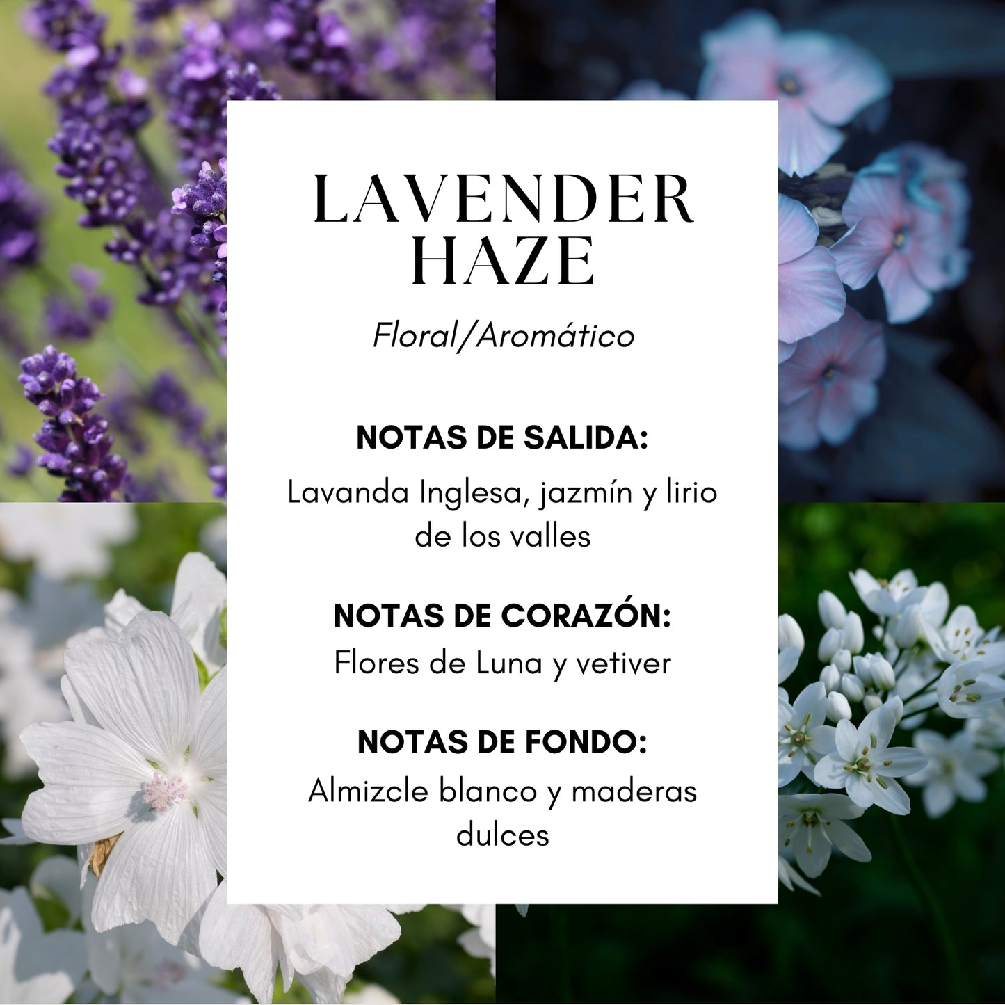 Lavender Haze Fragrance Oil- Lavanda Inglesa|Flor de Luna|Almizcle